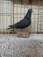 Postduif / Kleurpostduiv soort van Grambergen zwart, Vrouwelijk, Postduif