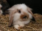 Hangoor dwergkonijnen | Jonge konijnen | Deskundig advies, Dieren en Toebehoren, Konijnen, Meerdere dieren, Dwerg, Hangoor, 0 tot 2 jaar