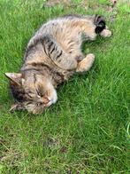 Liefdevol baasje voor gezond bejaard katje, Dieren en Toebehoren, Kater