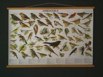 Mooie schoolplaat poster Zangvogels beschikbaar voor biedingen