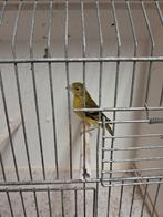 Bastaard yarrelsijs x razakanarie, Dieren en Toebehoren, Vogels | Overige Vogels, Geslacht onbekend, Tropenvogel, Geringd
