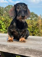 ruwhaar teckel dwerg/ kaninchen reutje 6 maanden stamboom, Dieren en Toebehoren, 15 weken tot 1 jaar, Reu, CDV (hondenziekte)