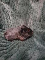 Gladhaar cavia zeugje, Cavia, December, Vrouwelijk, Tam