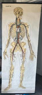 Origineel Vintage Anatomie Schoolplaat - Menselijk Lichaam, Ophalen of Verzenden, Natuur en Biologie