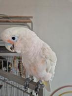 Lieve, tamme Goffins/Goffini kaketoe met papieren, Dieren en Toebehoren, Vogels | Parkieten en Papegaaien, Mannelijk, Papegaai