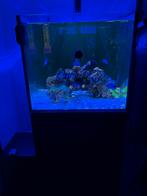 Redsea reefer 200xl zoutwater aquarium zeeaquarium, Dieren en Toebehoren, Vissen | Aquaria en Toebehoren, Ophalen of Verzenden