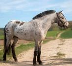 Super gave grote maats appaloosa hengst ter dekking, Dieren en Toebehoren, Paarden en Pony's | Dekhengsten en Fokmerries, Hengst