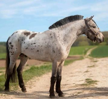 Super gave grote maats appaloosa hengst ter dekking beschikbaar voor biedingen