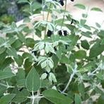 Gezocht salvia discolor, Ophalen of Verzenden