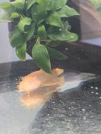 Mooie volwassen Ancistrus albino man, Vis, Zoetwatervis