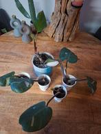 Pink Princess Philodendron stekjes + moederplant, Ophalen