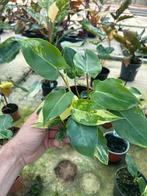 Philodendron Burl Marx Variegata - Uniek!, Overige soorten, In pot, Minder dan 100 cm, Groene kamerplant