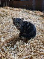 Lieve en mooie boerderij kittens te koop, Dieren en Toebehoren, Katten en Kittens | Overige Katten, Meerdere dieren, Kortharig