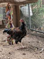 Jonge haantjes, Dieren en Toebehoren, Pluimvee, Mannelijk, Kip