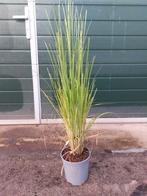 Cortaderia selloana (pampagras), Tuin en Terras, Planten | Tuinplanten, Ophalen, Vaste plant, Overige soorten, Volle zon