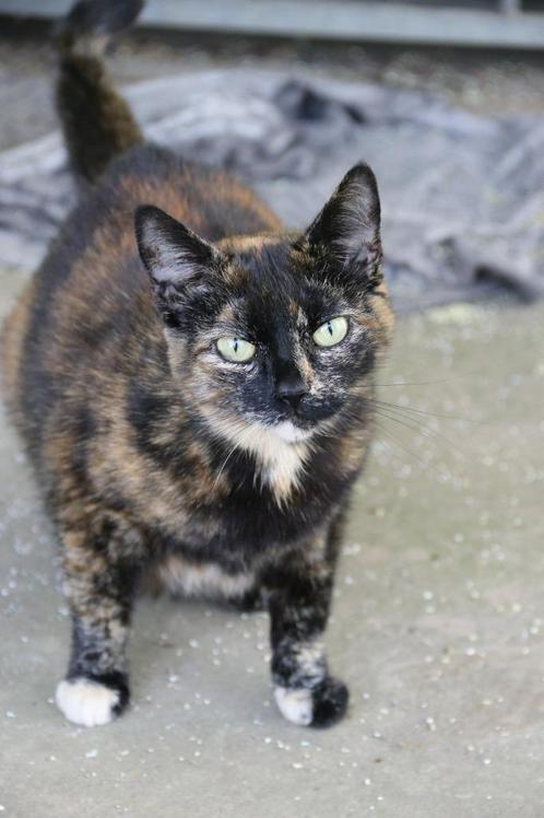 2 lieve poezen (7 en 8 jaar) zoeken nieuw thuis, Dieren en Toebehoren, Katten en Kittens | Overige Katten, Kortharig, Poes, 6 jaar of ouder