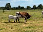 Texas longhorn koe met koe kalf te koop, Dieren en Toebehoren, Meerdere dieren, 3 tot 6 jaar
