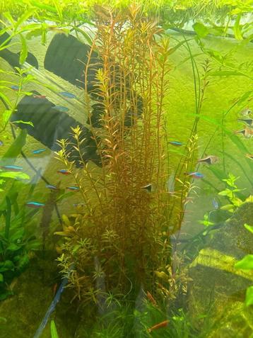 Aquariumplant Rotala Blood Red beschikbaar voor biedingen