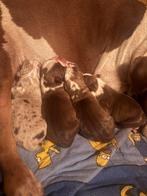 Bully pups, Ophalen of Verzenden, Honden