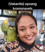 (Vakantie)opvang vogels, kromsnavels, Meerdere dieren, Papegaai, Tam