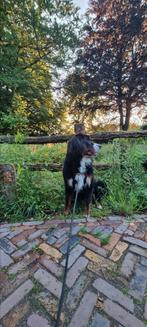 Lieve Berner sennen reu ter adoptie, Dieren en Toebehoren, Reu, 1 tot 2 jaar, Eén hond, Herder