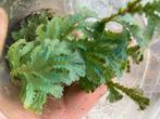 Terrariumplant selaginella, Ophalen of Verzenden, Volle zon, Minder dan 100 cm