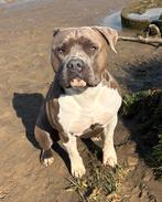 Dekreu american stafford bleu, Rabiës (hondsdolheid), Reu, 1 tot 2 jaar, Eén hond