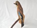 Taxidermie: Opgezette Vlaamse GAAI / Vogel op stok, 35 cm, Opgezet dier, Vogel, Ophalen of Verzenden, Zo goed als nieuw