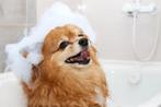 Hondje laten wassen en drogen, Dieren en Toebehoren, Honden-accessoires, Ophalen of Verzenden