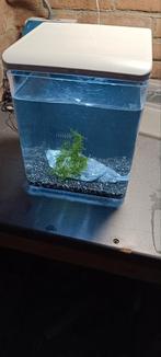 Aquarium +garnalen . Superfish home 8 compleet., Dieren en Toebehoren, Vissen | Aquaria en Toebehoren, Ophalen, Zo goed als nieuw