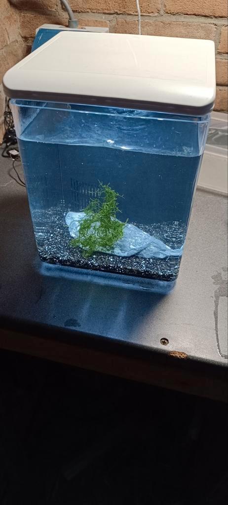 Aquarium +garnalen . Superfish home 8 compleet., Dieren en Toebehoren, Vissen | Aquaria en Toebehoren, Zo goed als nieuw, Leeg aquarium