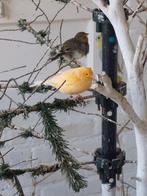 Kanarie, Dieren en Toebehoren, Mannelijk, Kleurkanarie