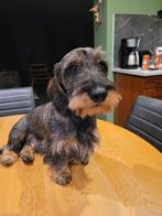 Ter dekking Max., Reu, CDV (hondenziekte), 1 tot 2 jaar, Dwerg
