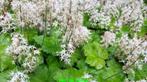 Tiarella cordifolia, Schuimbloem of Perzische muts vasteplan, Ophalen of Verzenden, Zomer, Overige soorten