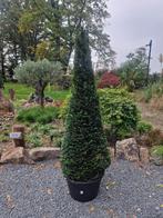 Taxus vormboom kegel., Volle zon, Vaste plant, Bloeit niet, Ophalen