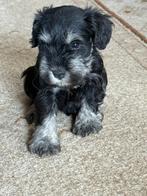 Dwergschnauzer, dwergschnauzerpups, dwerg schnauzer, pups, Rabiës (hondsdolheid), Overige rassen, 8 tot 15 weken, Meerdere