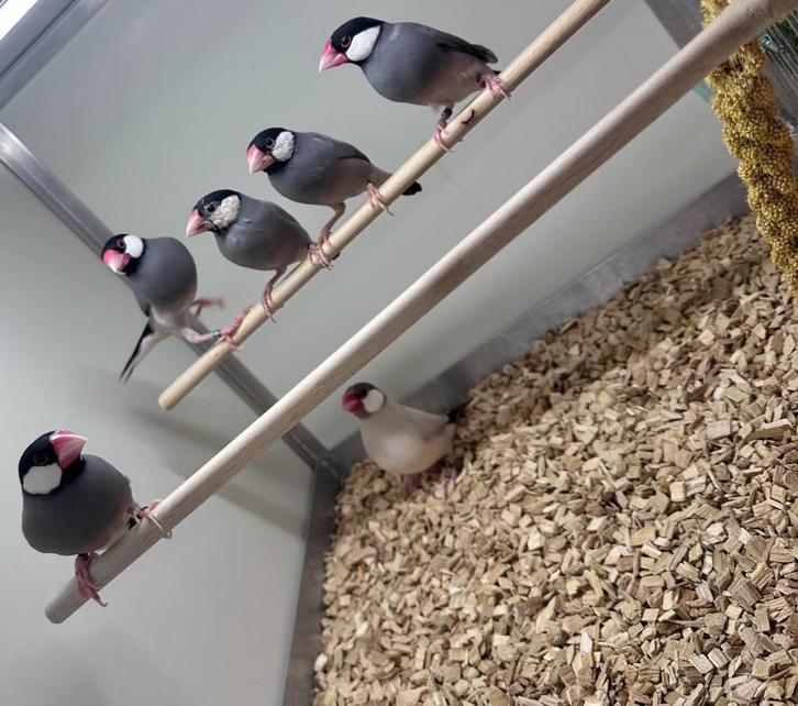 Rijstvogels, Dieren en Toebehoren, Vogels | Overige Vogels, Tropenvogel, Meerdere dieren