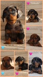 Dwerg teckel pups, mogen het nestje verlaten, CDV (hondenziekte), 8 tot 15 weken, Korthaar, Dwerg