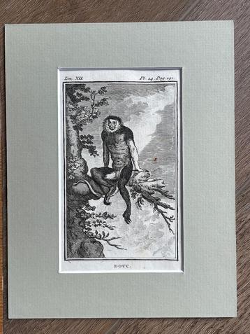Douc / doeklangoeren - Buffon 1770 aap / apen beschikbaar voor biedingen