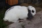 Konijn mannetje met hok., Dieren en Toebehoren, Mannelijk