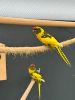 Jonge kakariki’s te koop, Geslacht onbekend