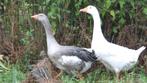 Boerenganzen | Passend advies, Dieren en Toebehoren, Pluimvee, Meerdere dieren, Gans of Zwaan