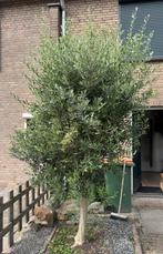 3 olijfbomen, gaan samen weg, Tuin en Terras, Planten | Bomen, Ophalen, Volle zon, Olijfboom, 100 tot 250 cm