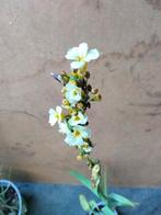 Bieslelie Sisyrinchium striatum, Ophalen, Bodembedekkers, Volle zon, Vaste plant