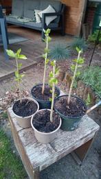 Hibiscus stekjes, Tuin en Terras, Planten | Fruitbomen, Minder dan 100 cm, Overige soorten, Volle zon, In pot