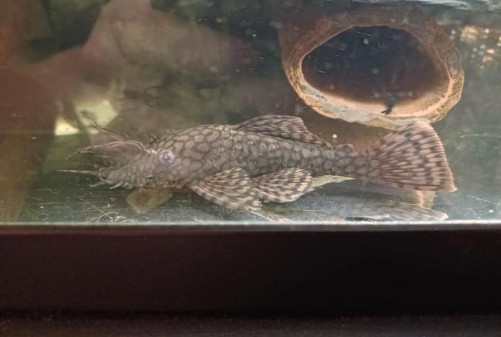 Bewezen kweek trio ancistrus wabenmuster, Dieren en Toebehoren, Vissen | Aquaria en Toebehoren, Ophalen