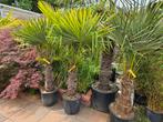 Palmboom winterhard meerdere maten beschikbaar, nu Korting!, Ophalen of Verzenden, Zomer, Volle zon, Palmboom