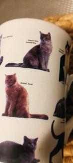 Heerlijke Leuke Katten Beker, Ophalen of Verzenden