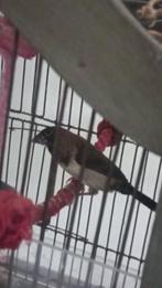 Jonge japanse meeuwtjes, Dieren en Toebehoren, Vogels | Overige Vogels, Geslacht onbekend, Tropenvogel