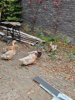 Saks eenden koppel, Dieren en Toebehoren, Meerdere dieren